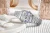 viva-55a3ad1f3660e2eb7ddb2f41.webp